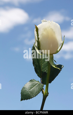 Blick auf die schöne weiße eine Rose Blume Standard beste Bild draußen vor blauem Himmel Hintergrund niedriger Winkel von unten niemand vertikal hochauflösende Stockfoto