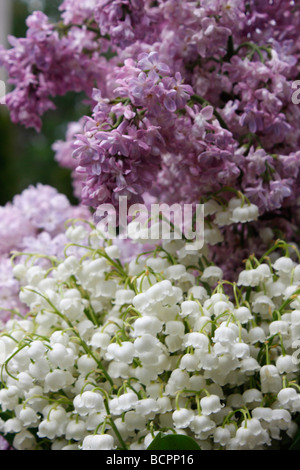 Weiße Lilie des Tals mit gemeinem lila Flieder Syringa Valgaris Baum der Frühling ist endlich hier angekommen Stockfoto