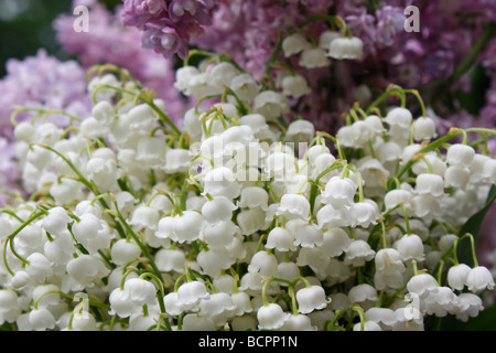 Weiße Lilie des Tals mit gemeinem lila Flieder Syringa Valgaris Baum der Frühling ist endlich hier angekommen Stockfoto