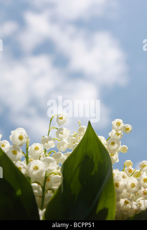 Lily of the Valley Convallaria majalis europäische weiße blühende Blumen vor blauem Himmel Hintergrund florale von unten Frühlingszeit Frühlingszeit Hi-res Stockfoto