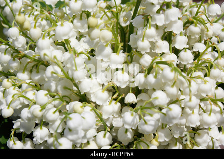 Weiße Lilie des Tals Convallaria majalis Europäische Blumen alle voller Hintergrund Premium Tapete Luxus Hintergründe Ideen ein Bild Fotos Hi-res Stockfoto