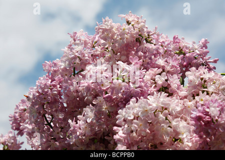 Gemeinsamer lila Flieder Syringa Valgaris Baum blüht vor blauem Himmel der Frühling ist endlich hier angekommen Frühling Hintergrund horizontale Hi-res Stockfoto