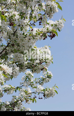 Gängiger Malus Floribunda Japanischer Blumenapfel Rosaceae-Baum blüht mit weißen Blüten und Früchten Crab Apples verkaufen auf alamy vertikal in USA US hochauflösend Stockfoto