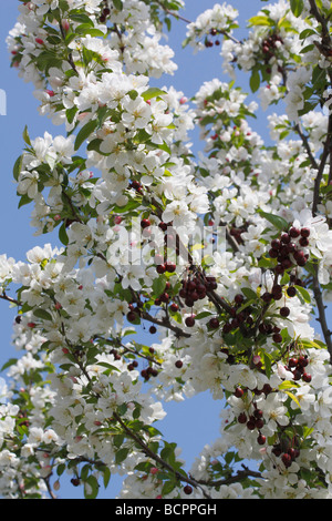 Gängiger Malus Floribunda Japanischer Hagebutten-Rosaceae-Baum mit weißen Blüten und Früchten, Hagebutten zum Verkauf auf Alamy, vertikal in den USA, US, hochauflösend Stockfoto