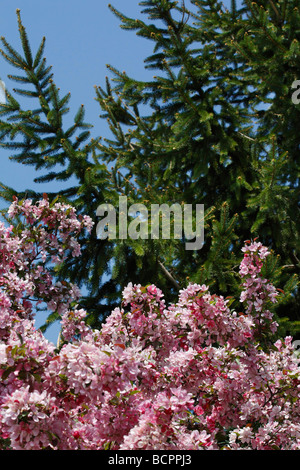 Malus Floribunda Japanischer Crabapple Rosaceae Baum blüht mit rosa Blumen blauer Himmel niedriger Winkel Nahaufnahme niemand vertikal in Ohio USA Hi-res Stockfoto