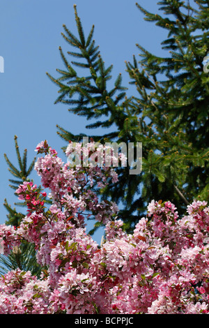 Malus Floribunda Japanischer Crabapple Rosaceae Baum blüht mit rosa Blumen blauer Himmel niedriger Winkel Nahaufnahme niemand vertikal in Ohio USA Hi-res Stockfoto