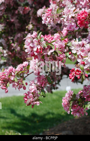 Malus Floribunda Japanischer Crabapple Rosaceae Baum blüht mit rosa Blumen blauer Himmel niedriger Winkel Nahaufnahme vertikales Format in Ohio USA Hi-res Stockfoto