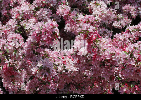 Malus Floribunda Japanischer Krabbenapfel Rosaceae Baum blüht mit rosa Blumen blauer Himmel niedriger Winkel Nahaufnahme niemand horizontal in den USA Hi-res Stockfoto