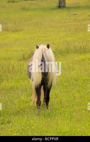 Wildes Pferd entlang der Appalachian Trail Grayson Hochland Staatspark Virginia Stockfoto