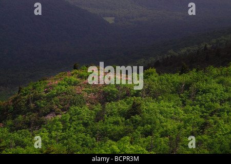 Rhododendron am Appalachian Trail Mount Rogers National Recreation Area Virginia Stockfoto