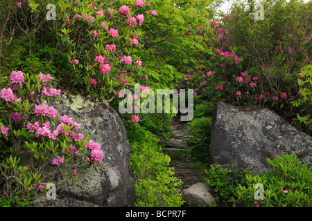 Rhododendron am Appalachian Trail Mount Rogers National Recreation Area Virginia Stockfoto