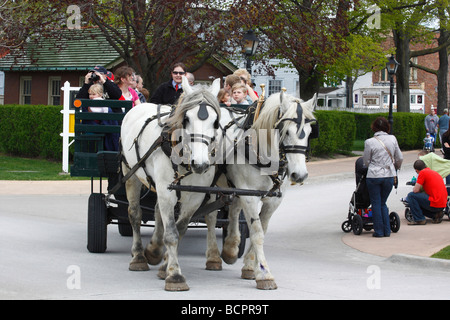 Zwei der weißen Zugpferde ziehen mit Touristen einen historischen Wagen im Greenfield Village in Michigan MI USA Stockfoto