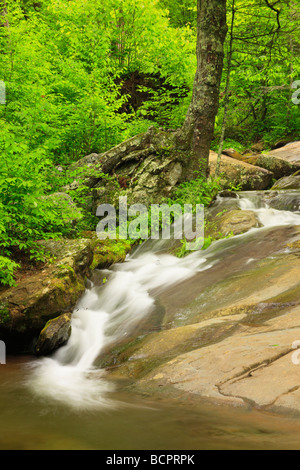 Dark Hollow fällt Shenandoah-Nationalpark Virginia Stockfoto