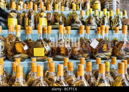 Weinflaschen Schlange auf dem Display in Vietnam Stockfoto