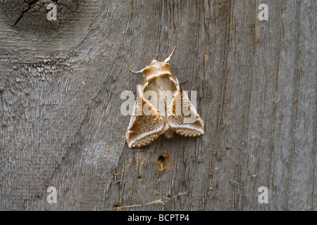 Buff Bögen Habrosyne Pyritoides Erwachsene Motte in Ruhe Stockfoto