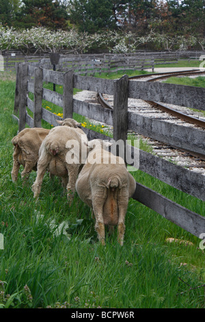 Amerikanische Landwirtschaft Viehzucht Schafe in Dearborn Michigan USA USA Haustiere Schafe Lämmer Niemand Land Side vertikale Hi-res Stockfoto