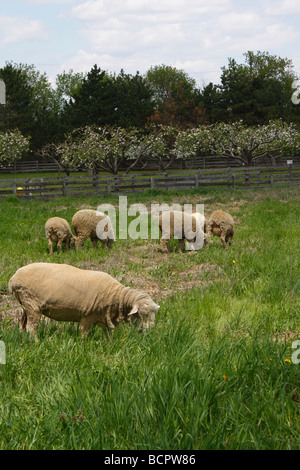 Amerikanische Hauszucht Schafe Lämmer in Michigan MI USA ländliche Landschaft Natur Landwirtschaft zeigt über Kopf inspirierte Fotos Niemand vertikal hochauflösende Bilder Stockfoto