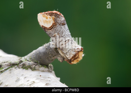 Buff-Tip Moth Phalera Bucephala ruht auf einem Toten Zweig Stockfoto