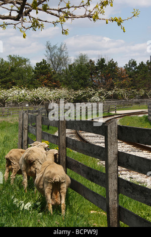 Amerikanische ländliche Landwirtschaft Viehzucht Schafe in Michigan USA Vereinigte Staaten Hausschafe Lämmer Niemand ländliche ländliche ländliche Landschaft Hi-res Stockfoto