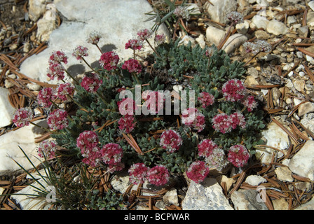 Kissen Sie Buchweizen Eriogonum Ovalifolium Patriarch Grove Ancient Bristlecone Pine Forest Kalifornien USA Stockfoto