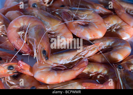 Riesengarnelen gedämpft bereit zu essen Stockfoto