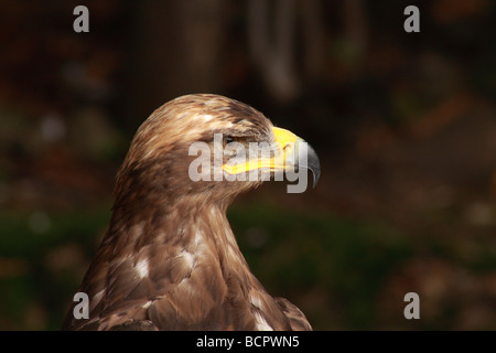 Mäusebussard Buteo Buteo, Kalkspat, Falke, Buteo, Raubtier, Raptor, Gesicht, Stockfoto