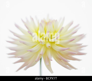 Dahlien - Sorte nicht identifiziert Dahlia Stockfoto