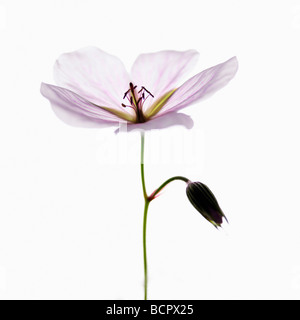 Geranium - Vielfalt nicht identifiziert Geranium / Storchschnabel Stockfoto