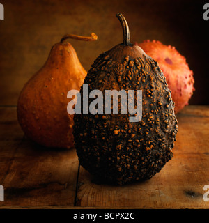 Cucurbita Pepo Kürbis Stockfoto