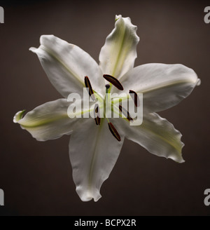 Lilium Lily - orientalische Lilie Stockfoto