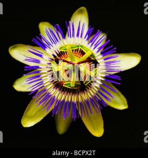 Passiflora, Passionsblume, Draufsicht auf eine gelbe und violette symmetrischen Blume vor einem schwarzen Hintergrund, Stockfoto