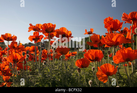 Papaver, reichlich Hintergrundbeleuchtung wilde rote Mohnblumen in einem Feld vor einem blauen Himmel. Stockfoto