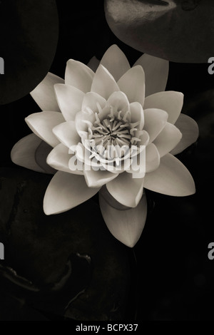 Nymphaea - Seerose der Sorte nicht identifiziert Stockfoto