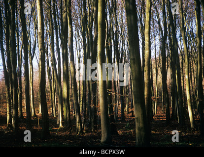 Fagus Sylvatica Buche Stockfoto