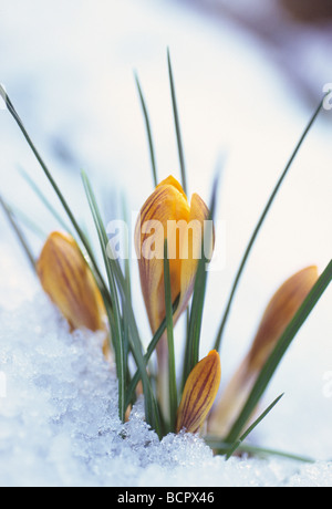 Krokus - Vielfalt nicht identifiziert Crocus Stockfoto