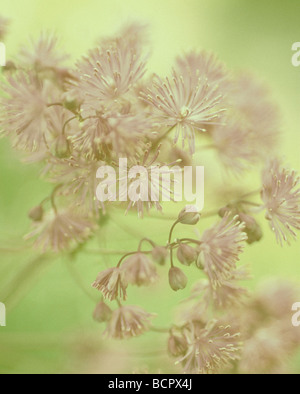 Thalictrum Aquilegifolium Meadow rue Stockfoto