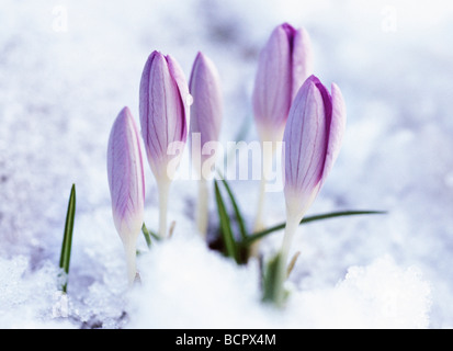 Krokus - Vielfalt nicht identifiziert Crocus Stockfoto