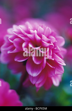 Dahlie "Ernten Samantha" Dahlia Stockfoto