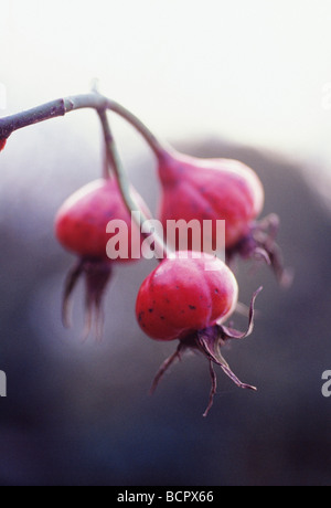 Rosa - Vielfalt nicht identifiziert Rose Stockfoto