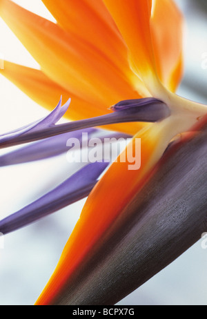 Strelitzia Reginae Paradiesvogelblume Stockfoto