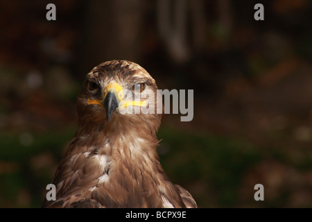 Mäusebussard Buteo Buteo, Kalkspat, Falke, Buteo, Raubtier, Raptor, Gesicht, Stockfoto