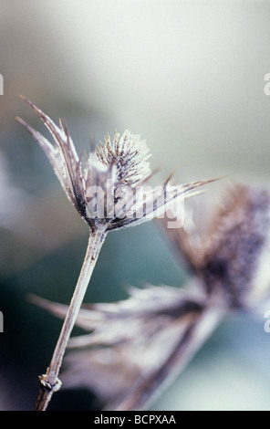 Eryngium Giganteum 'Miss Wilmott Geist' Sea Holly - Miss Wilmott Geist Stockfoto