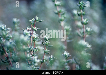 Thymus Vulgaris Thymian Stockfoto