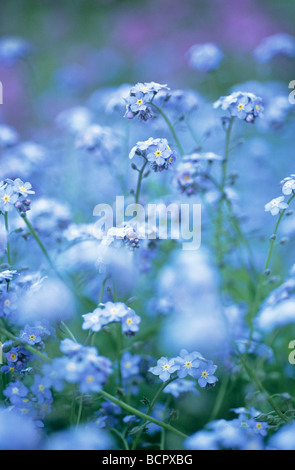 Myosotis, massierten Vergissmeinnicht kleine blaue Blumen im flachen Fokus. Stockfoto