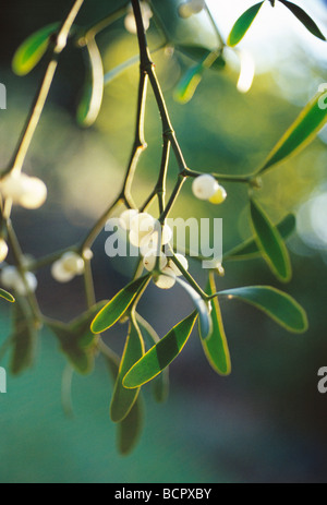 Viscum Album, Mistel, weiße Beeren und grünen Blätter auf die parasitären Pflanze. Stockfoto