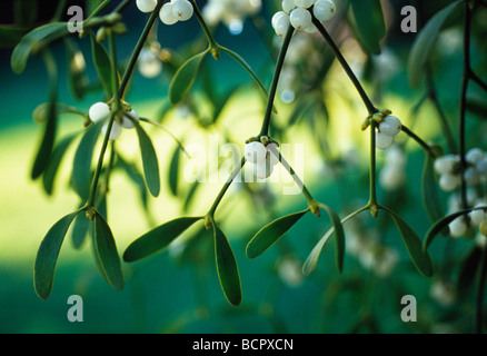 Viscum Album, Mistel, weiße Beeren und grünen Blätter auf die parasitären Pflanze. Stockfoto