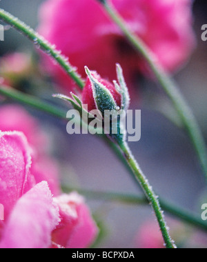 Rosa - Vielfalt nicht identifiziert Rose Stockfoto