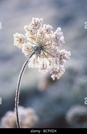 Daucus Carota Karotte - Wilde Möhre Stockfoto