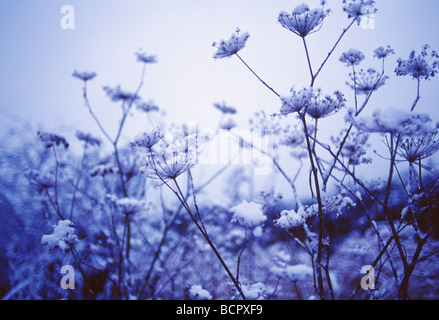 Foeniculum Vulgare, Fenchel, monochromes Bild der Samenköpfe Dolde geformt. Stockfoto