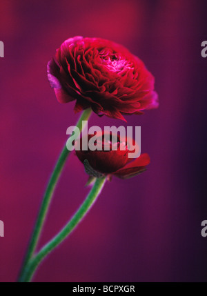 Ranunculus - Vielfalt nicht identifiziert Ranunculus Stockfoto